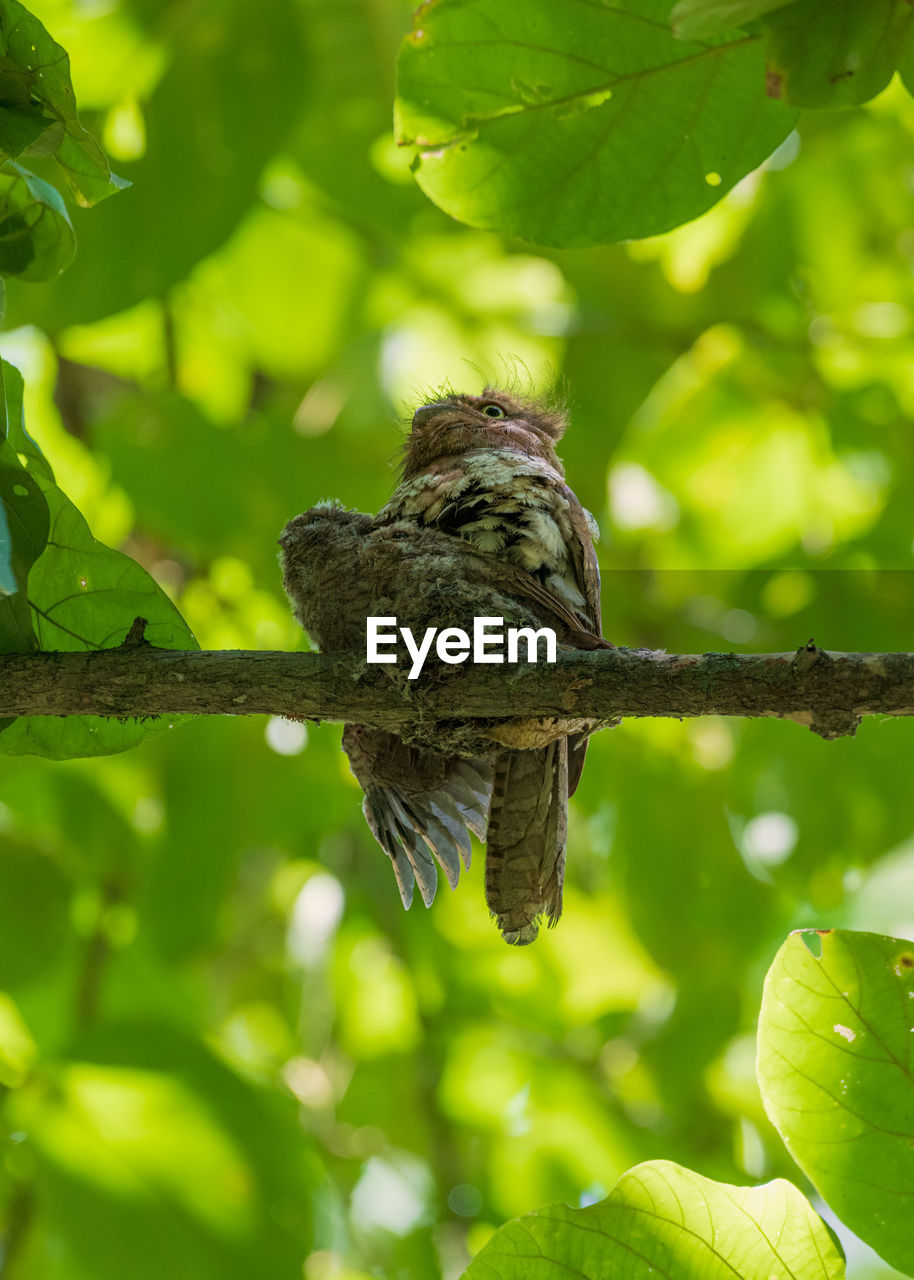 BIRD PERCHING ON BRANCH