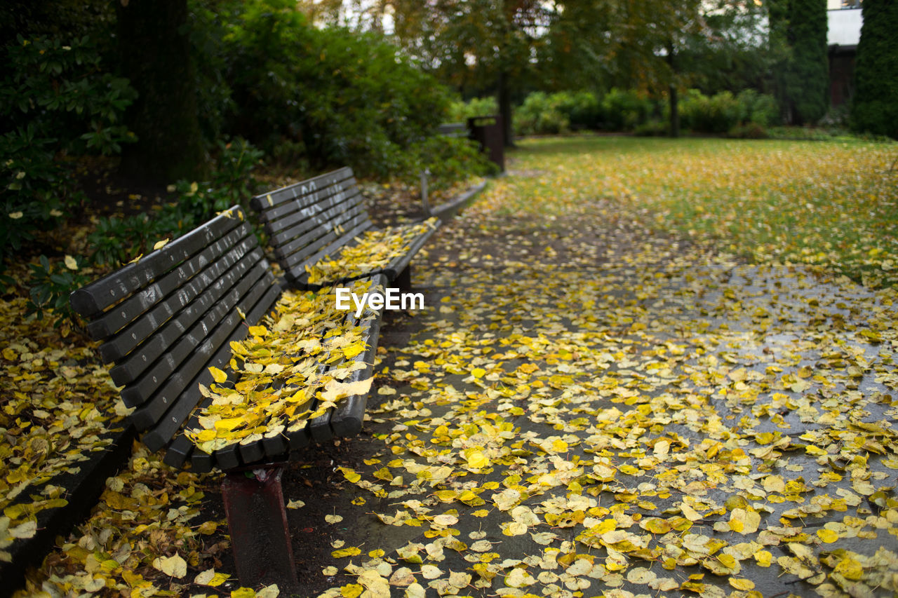 Yellow flowers in park