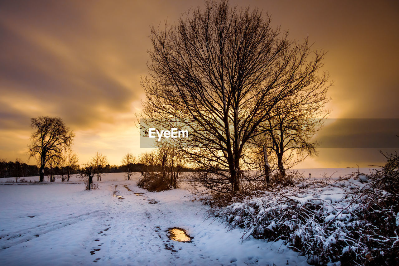 BARE TREES ON SNOW COVERED FIELD AGAINST SKY