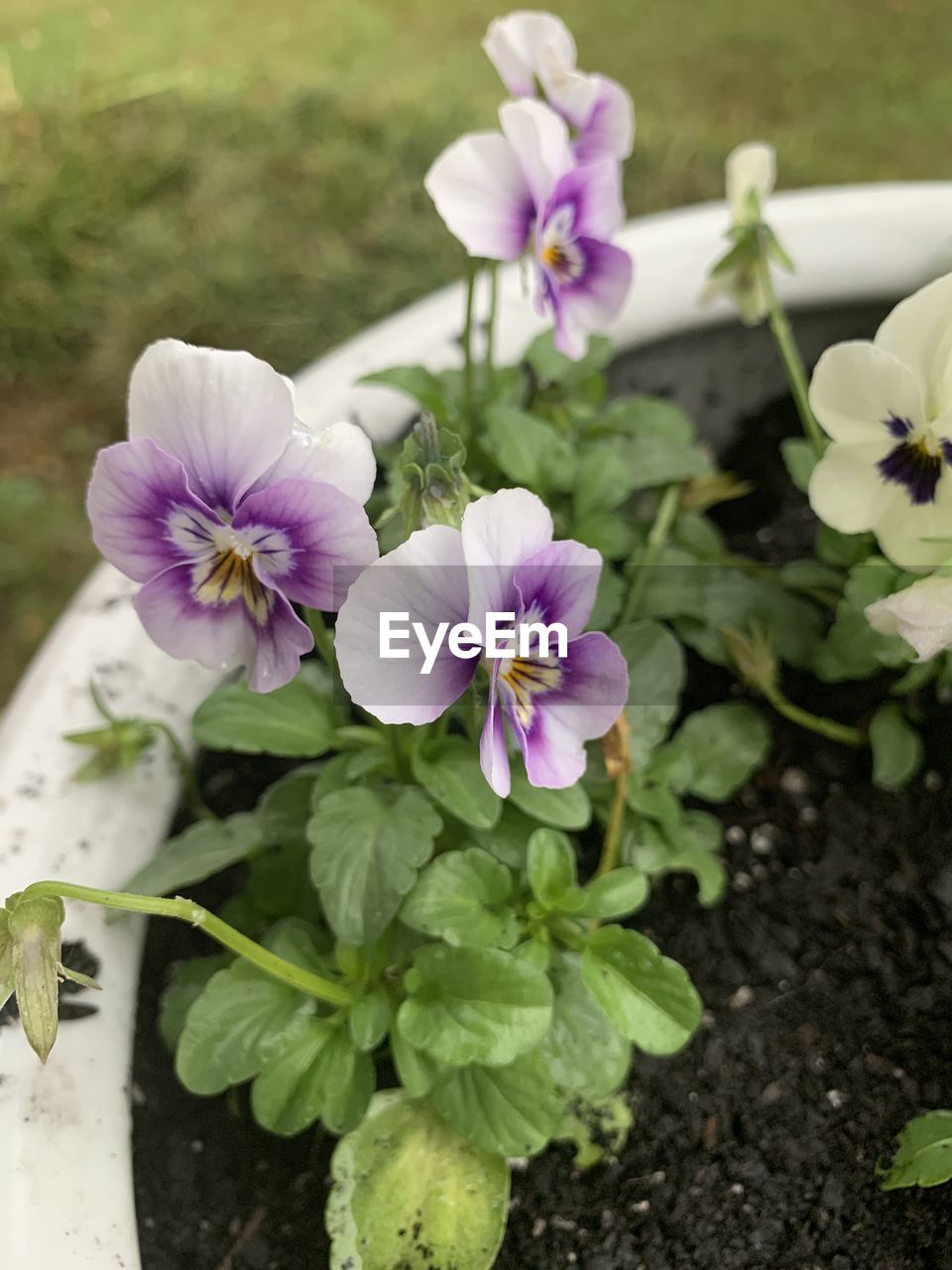 CLOSE-UP VIEW OF PURPLE FLOWERING PLANT