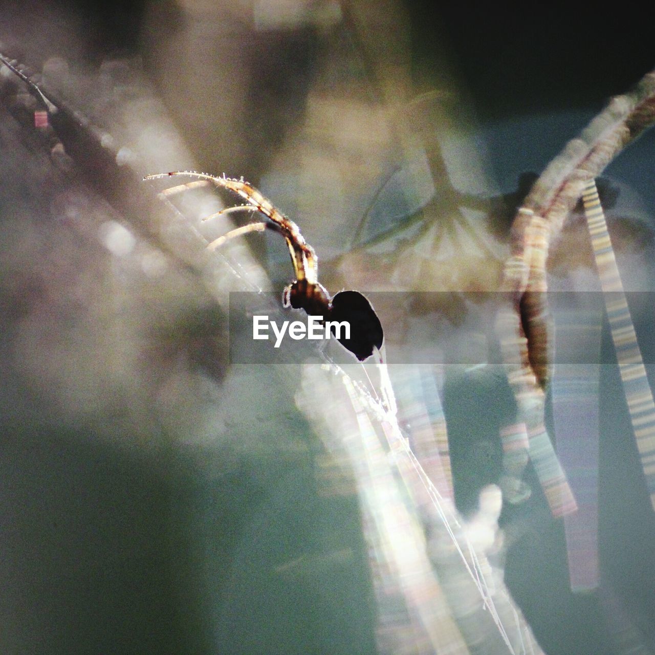 CLOSE-UP OF INSECT ON PLANT AGAINST BLURRED BACKGROUND