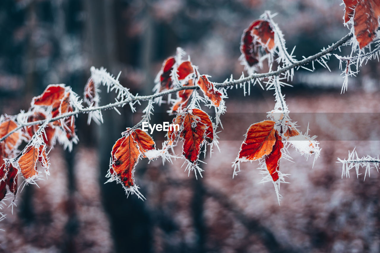 CLOSE-UP OF FROZEN LEAVES ON BRANCH DURING WINTER