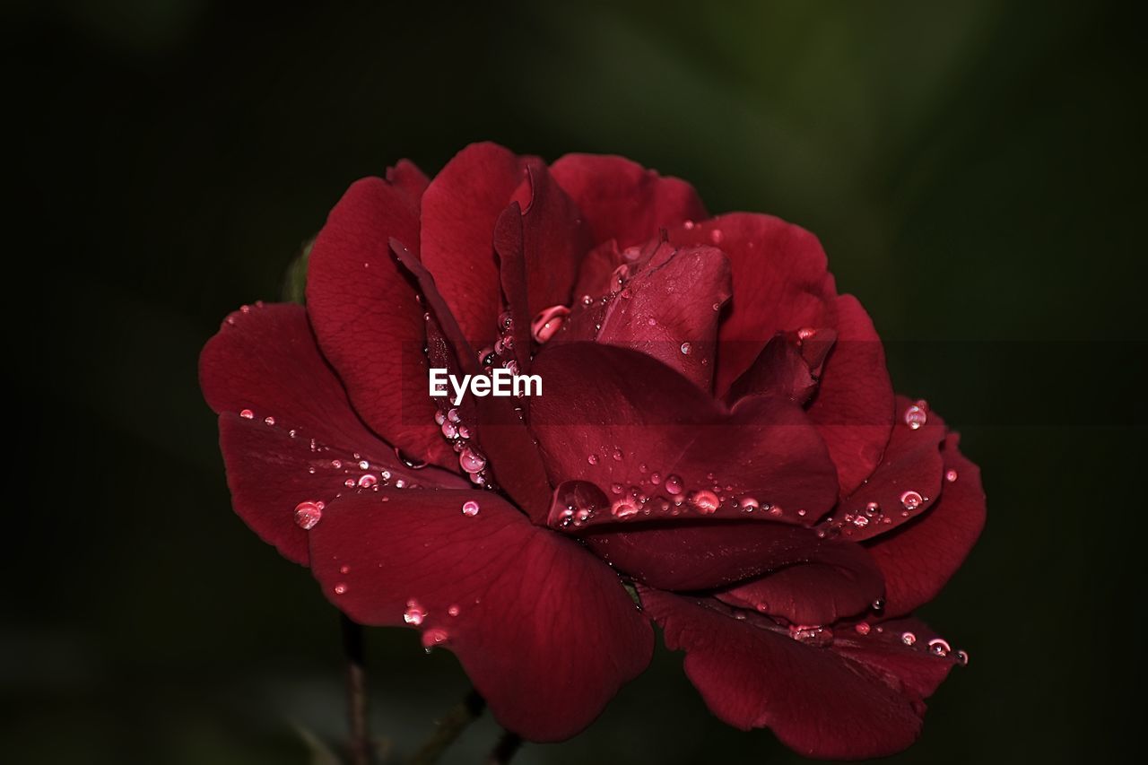 CLOSE-UP OF WET RED FLOWER