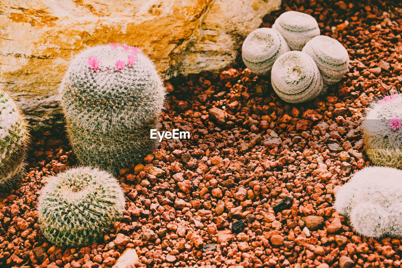High angle view of cactus on pebbles