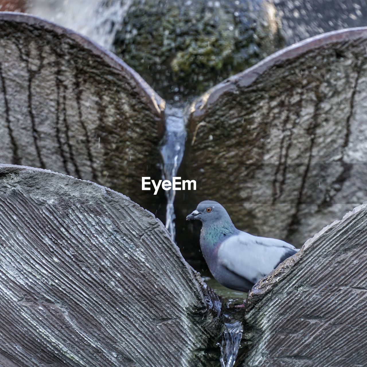 BIRD PERCHING ON WOOD