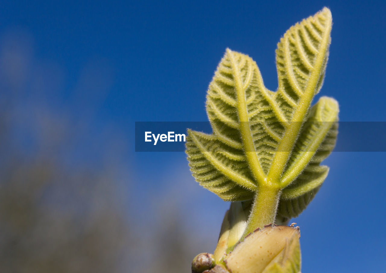 CLOSE-UP OF GREEN LEAF