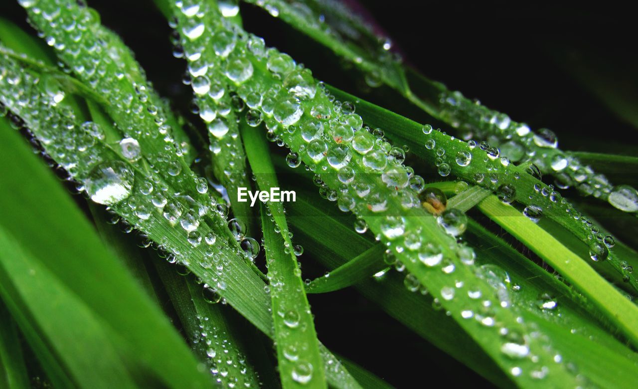 Close-up of wet plant leaves during rainy season