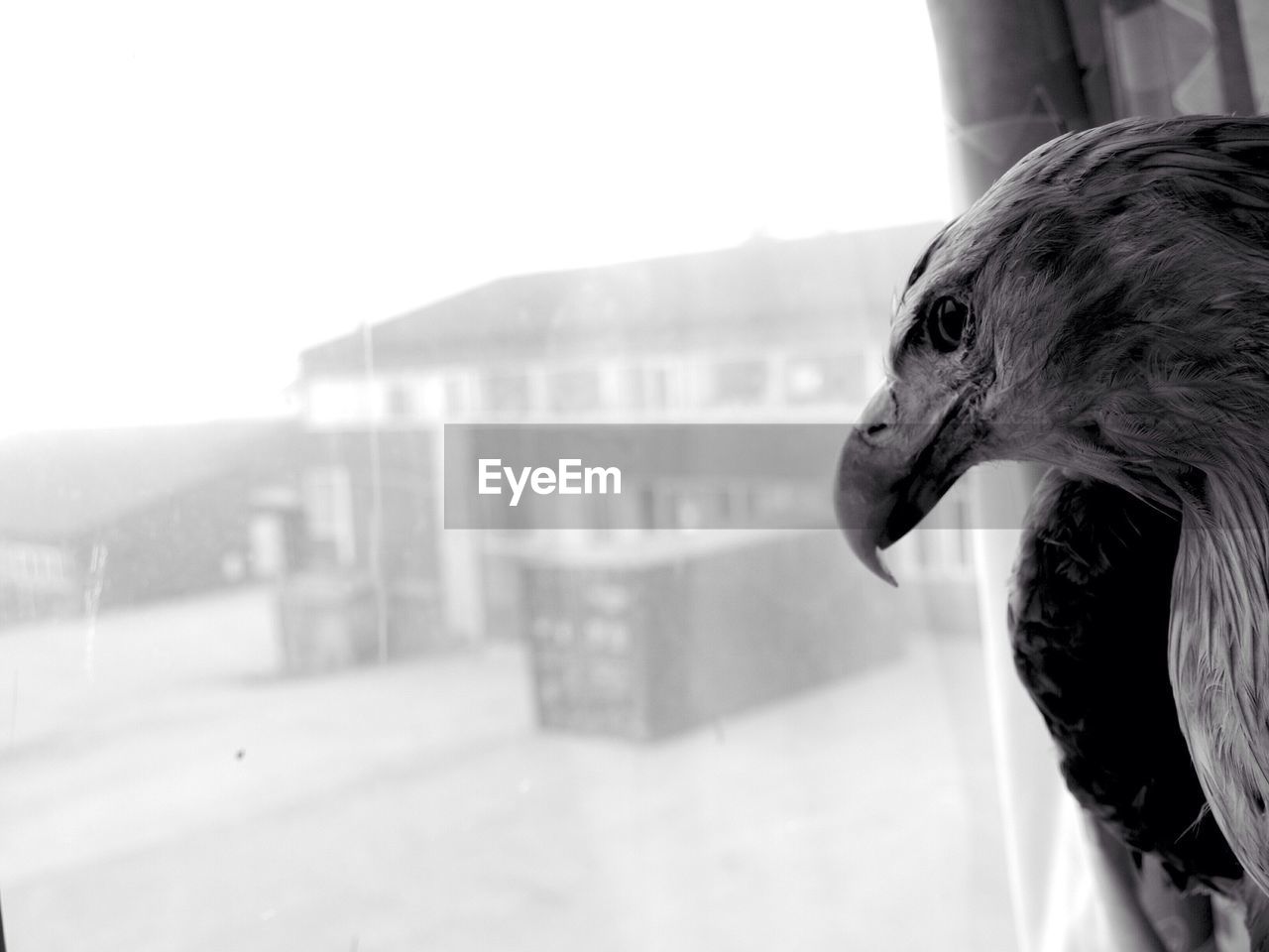 Close-up of eagle looking through window