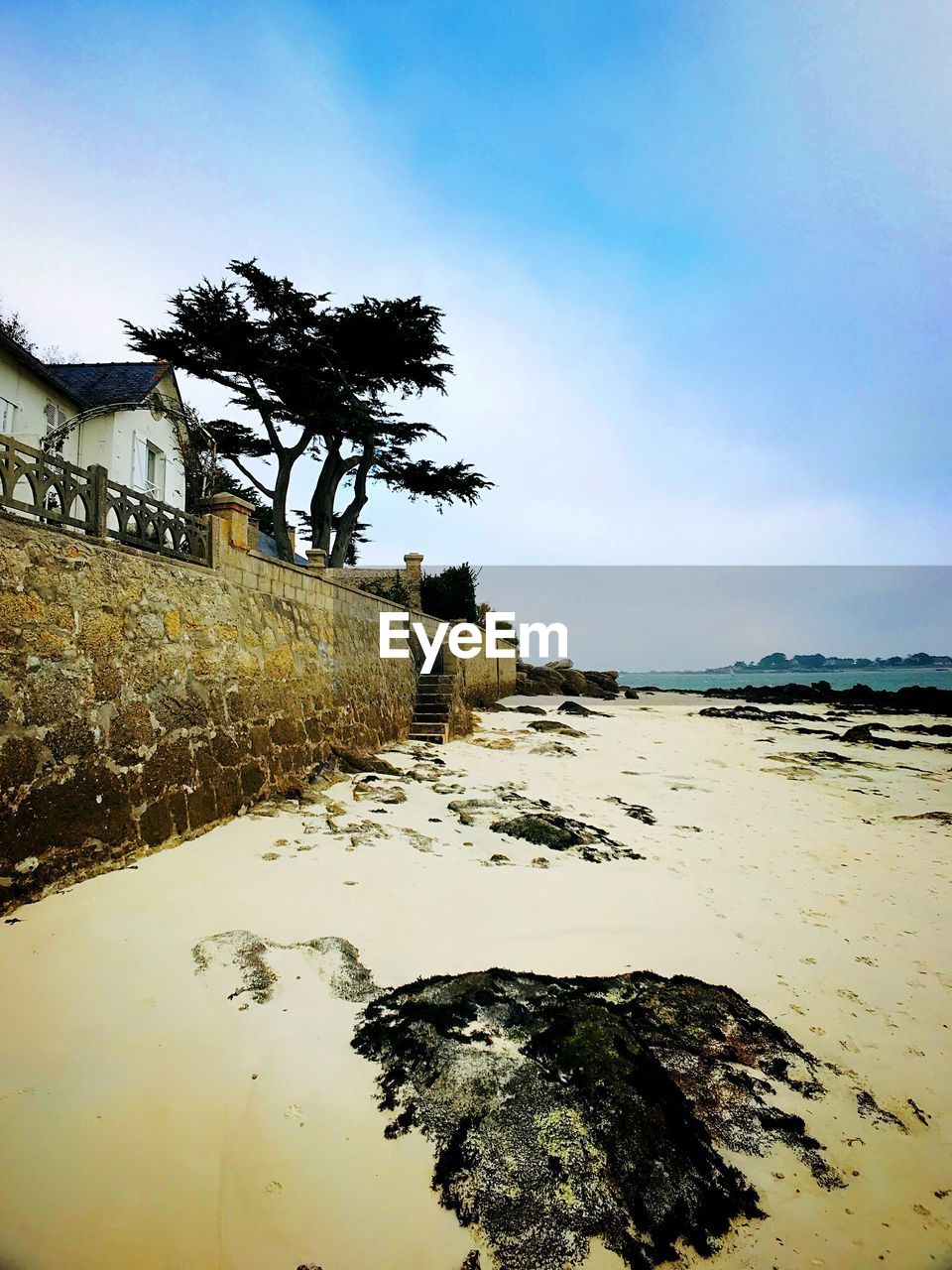 TREE BY SEA AGAINST SKY