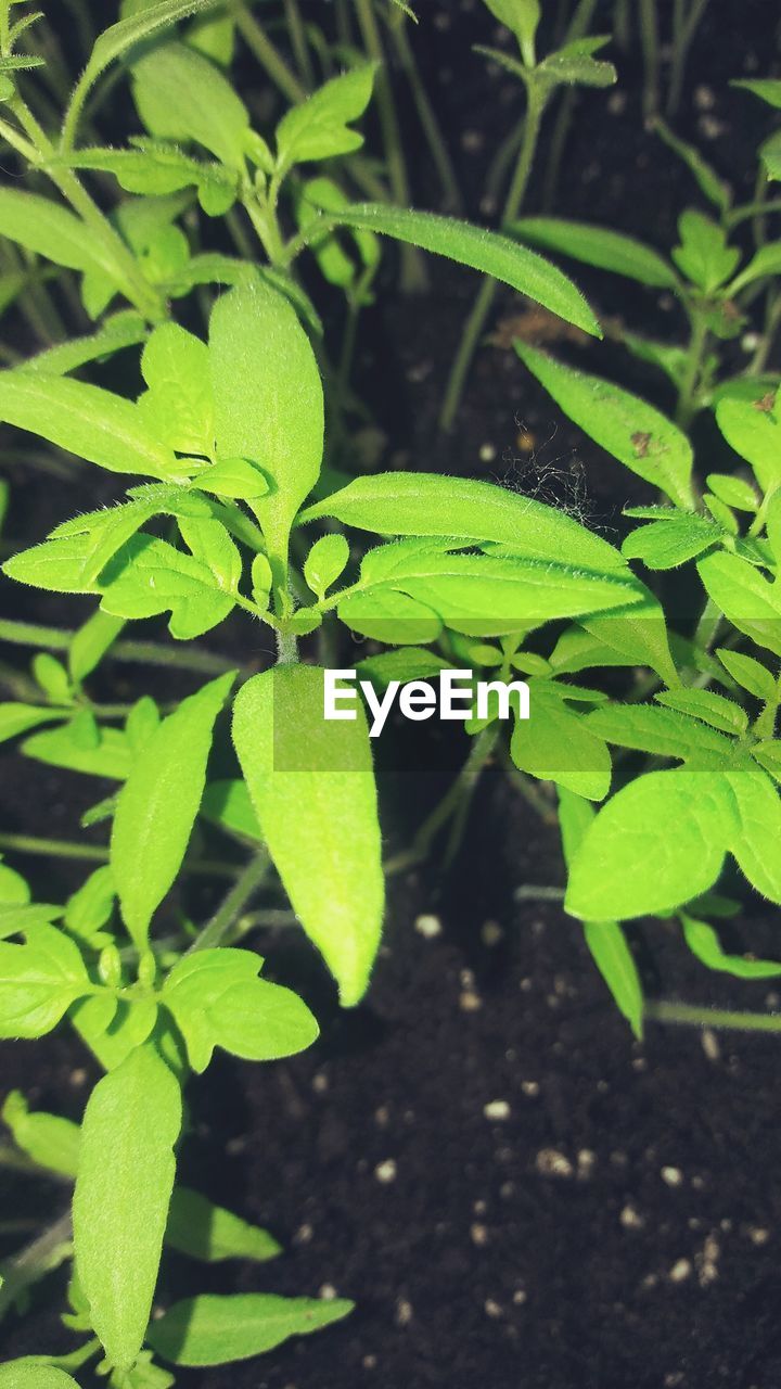 CLOSE-UP OF GREEN PLANT IN FARM