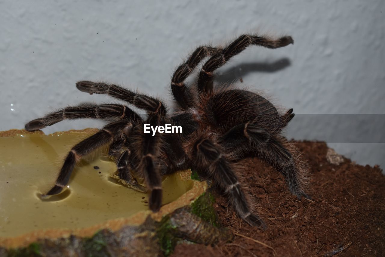 CLOSE-UP OF SPIDER ON THE WALL