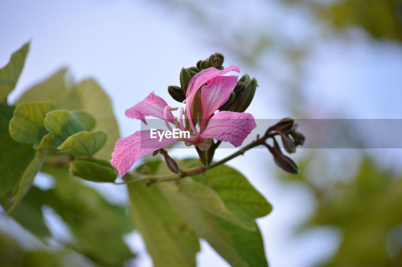 CLOSE-UP OF PINK COSMOS BLOOMING OUTDOORS