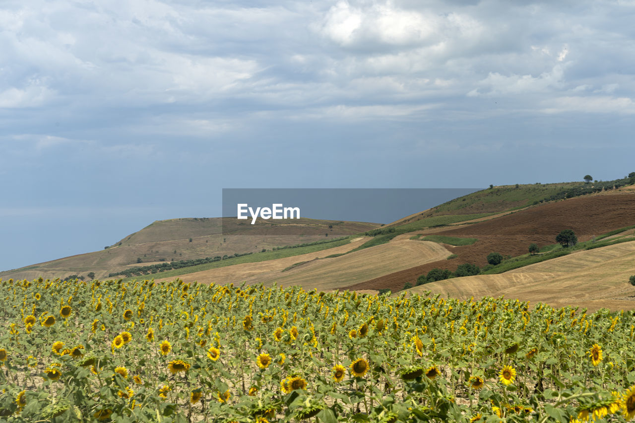 VIEW OF SUNFLOWER FIELD AGAINST CLOUDY SKY