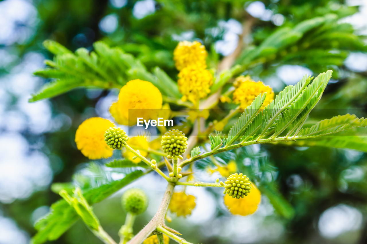 CLOSE-UP OF YELLOW FLOWERING PLANT ON BRANCH