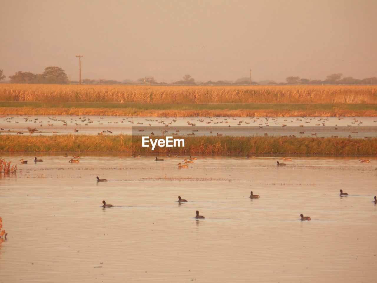 FLOCK OF BIRDS IN WATER