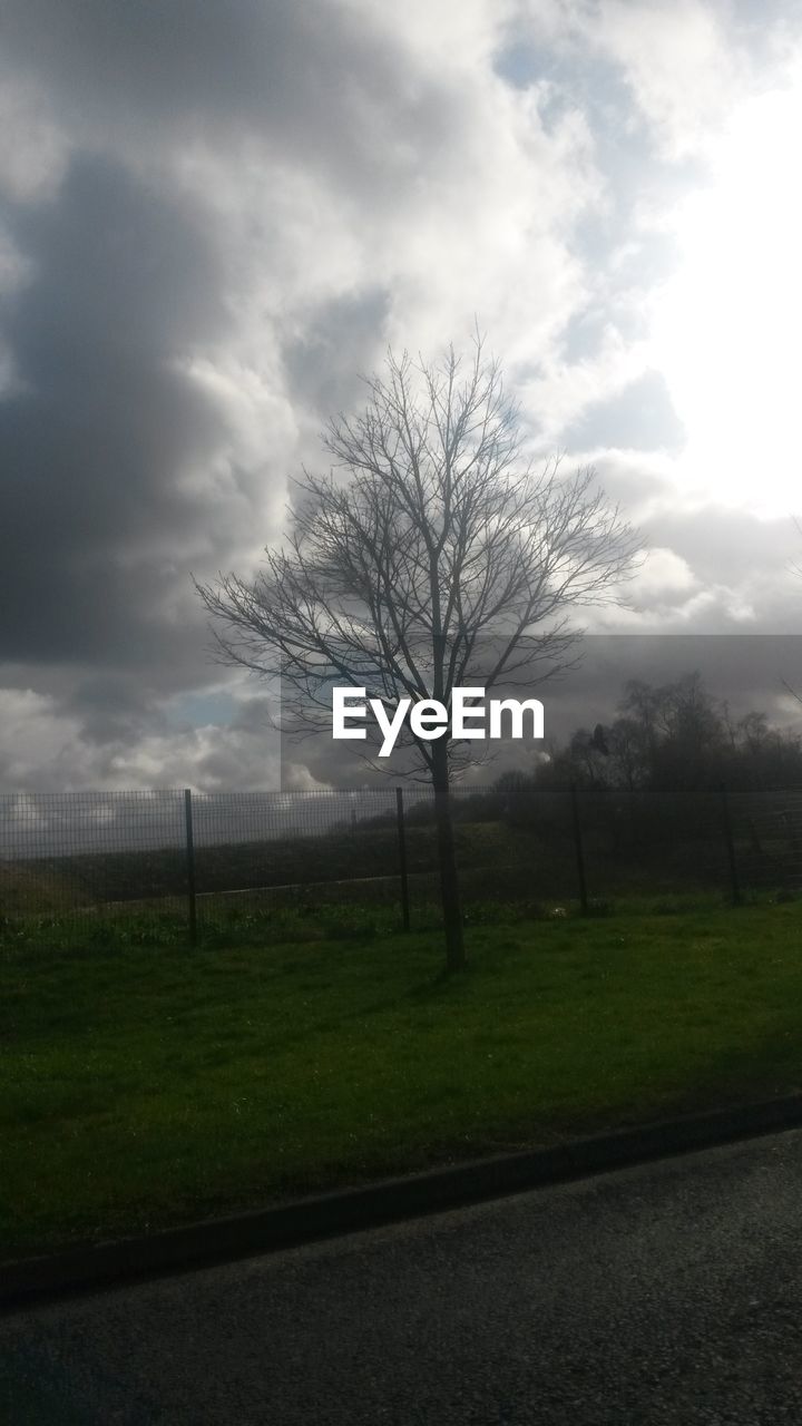 TREES ON GRASSY FIELD AGAINST CLOUDY SKY