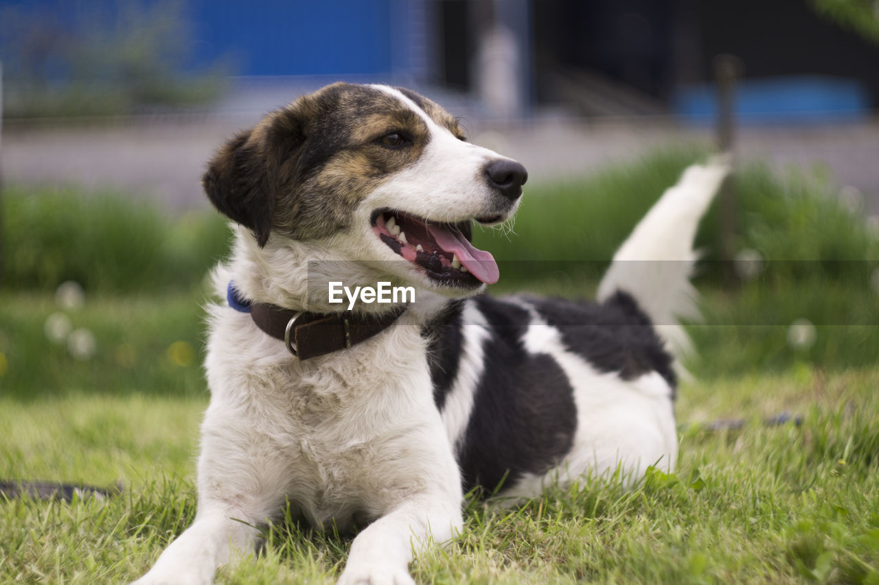 Close-up of a dog looking away