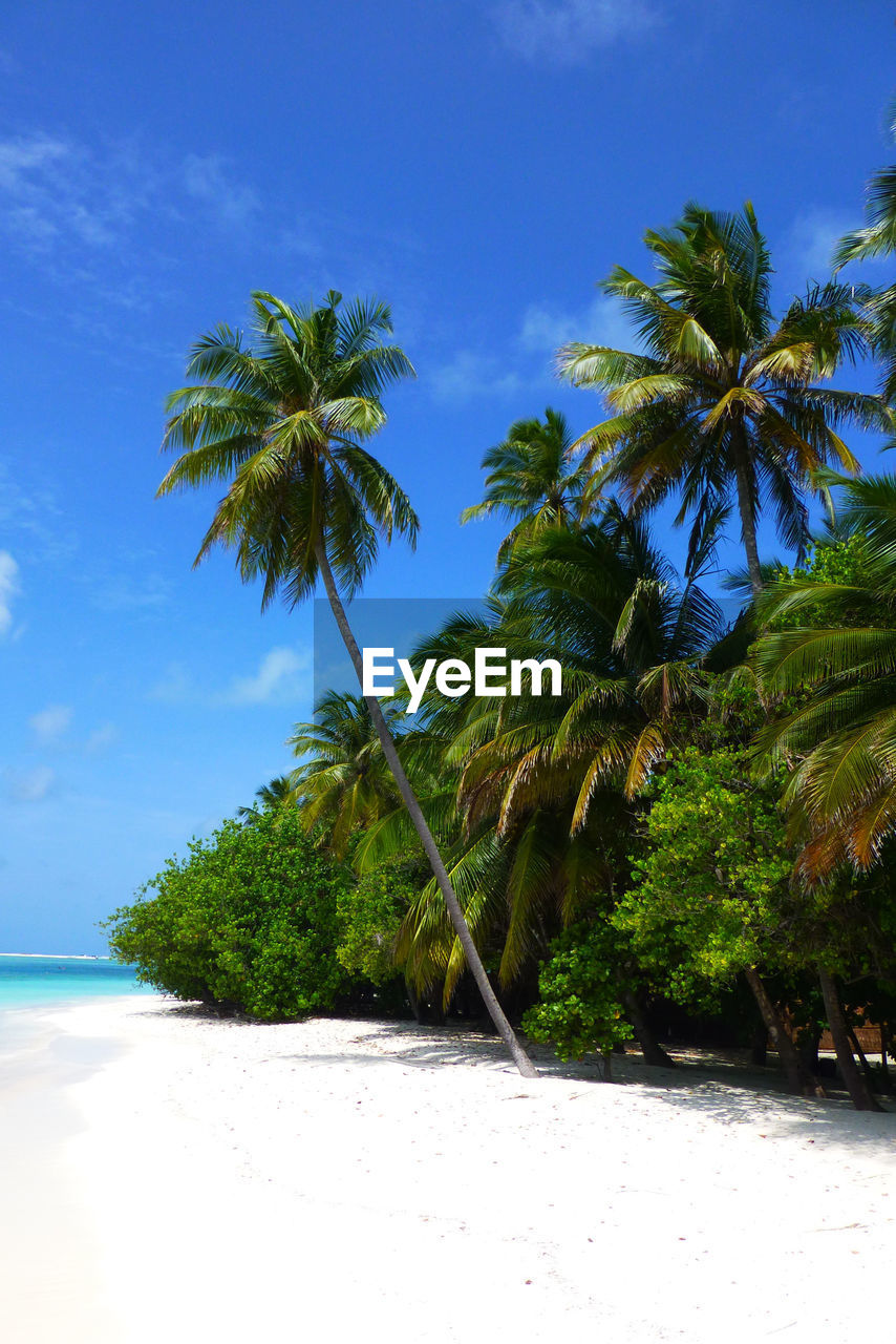 Palm trees on beach against brilliant blue sky