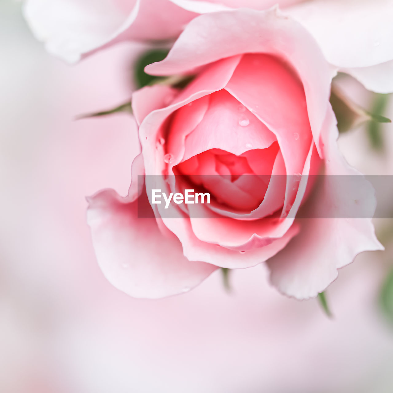 close-up of wedding rose