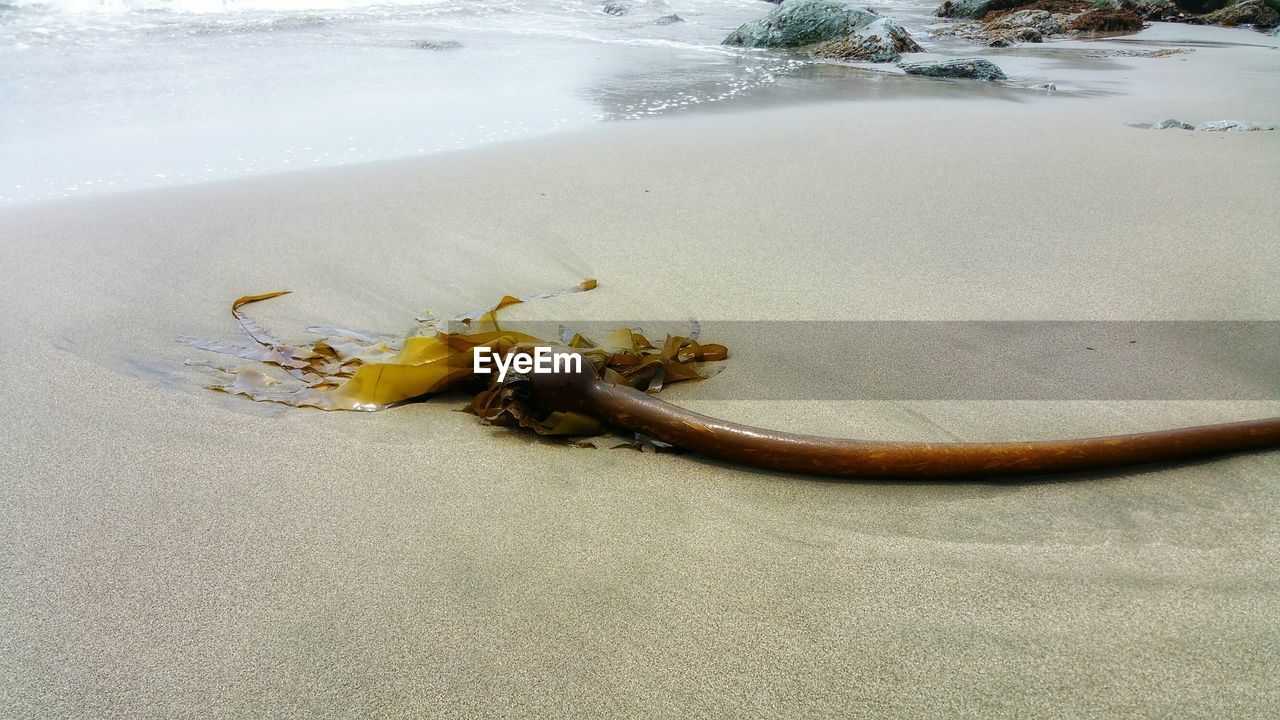 HIGH ANGLE VIEW OF CRAB ON SAND