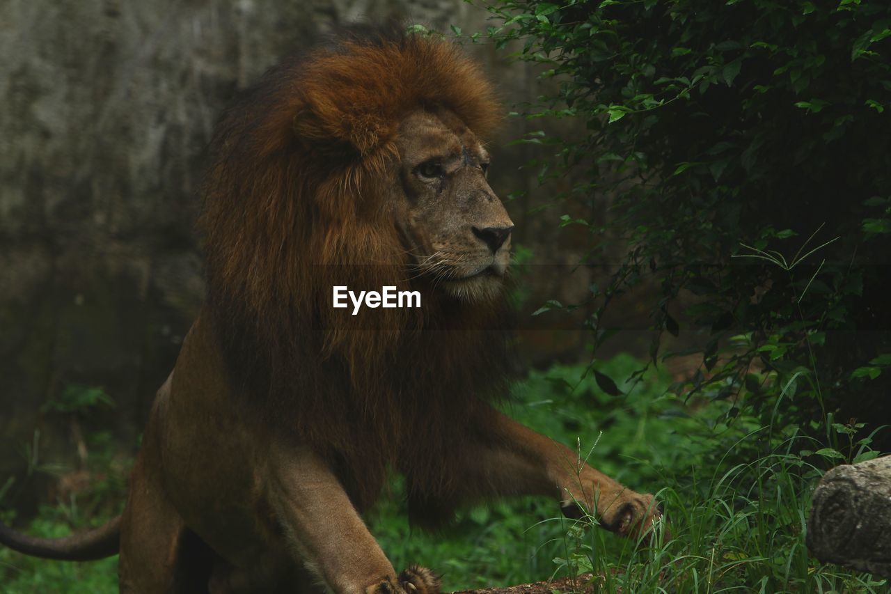 Lion looking away in a forest