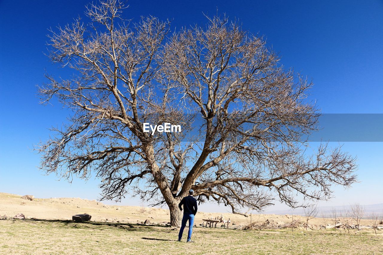 Rear view of man standing in front of bare tree on field against sky