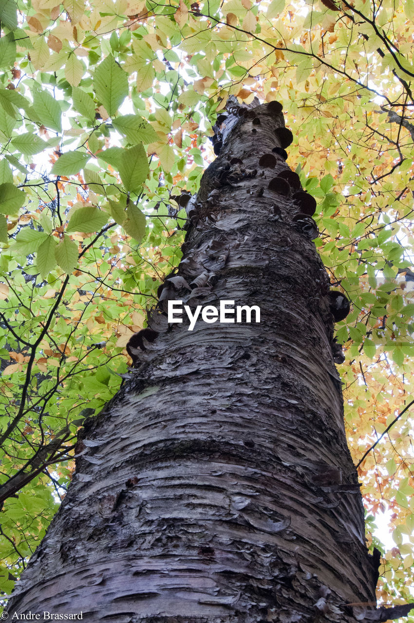 CLOSE-UP OF IVY GROWING ON TREE