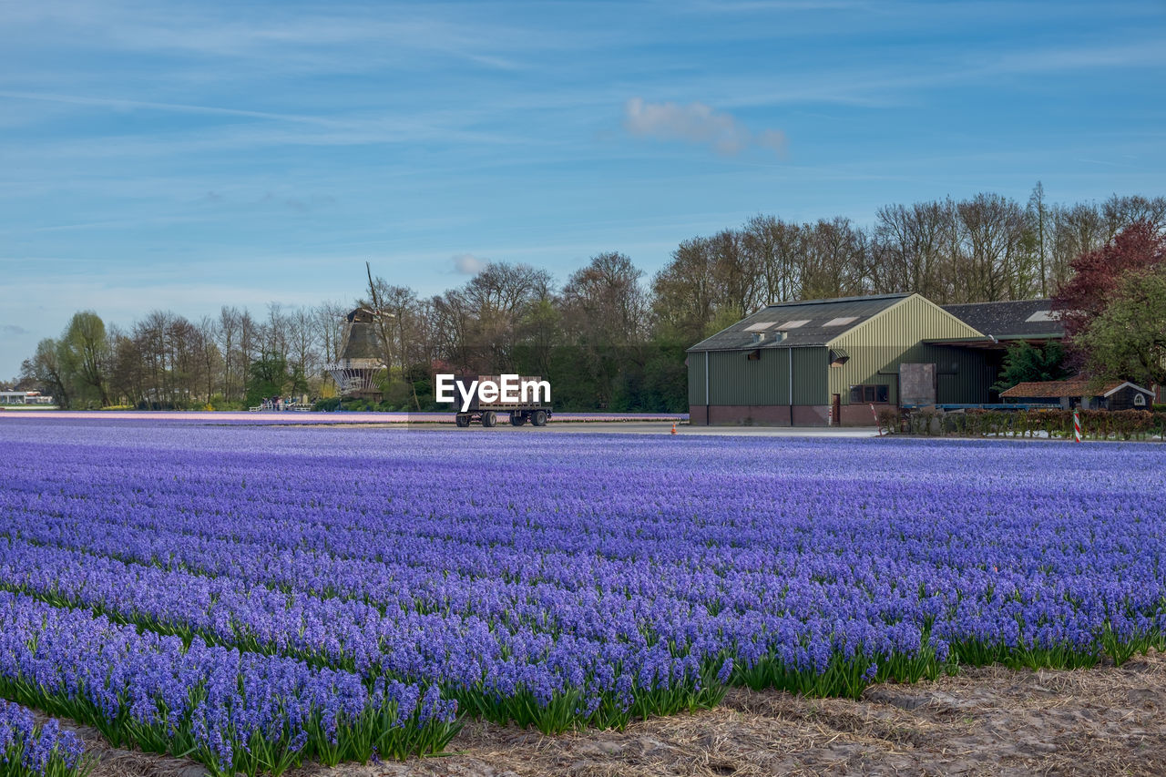 Scenic view of field of flowers against sky