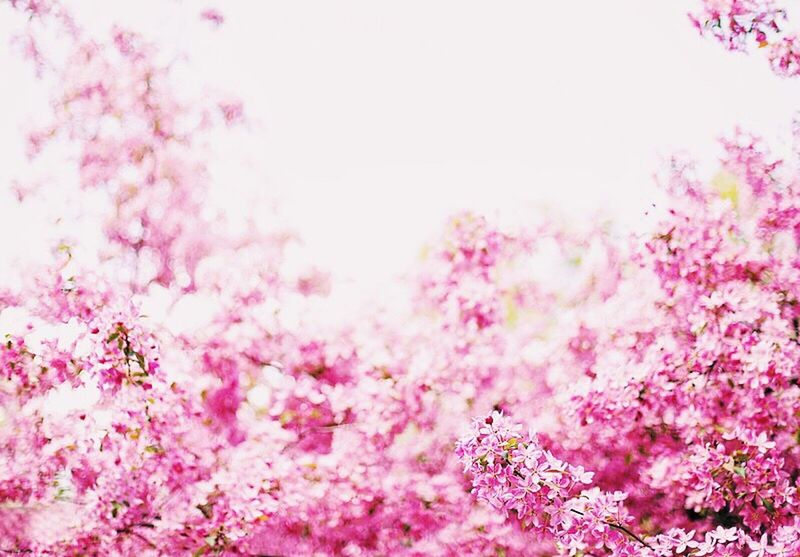 LOW ANGLE VIEW OF PINK FLOWERS ON TREE