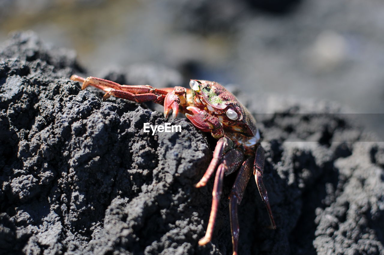 Close-up of crab