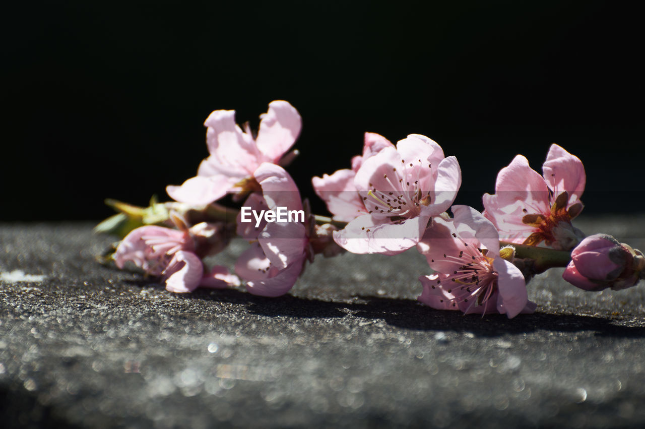 CLOSE-UP OF PINK FLOWERS IN WATER