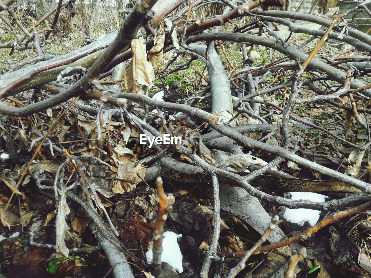 CLOSE-UP OF SNAKE ON TREE