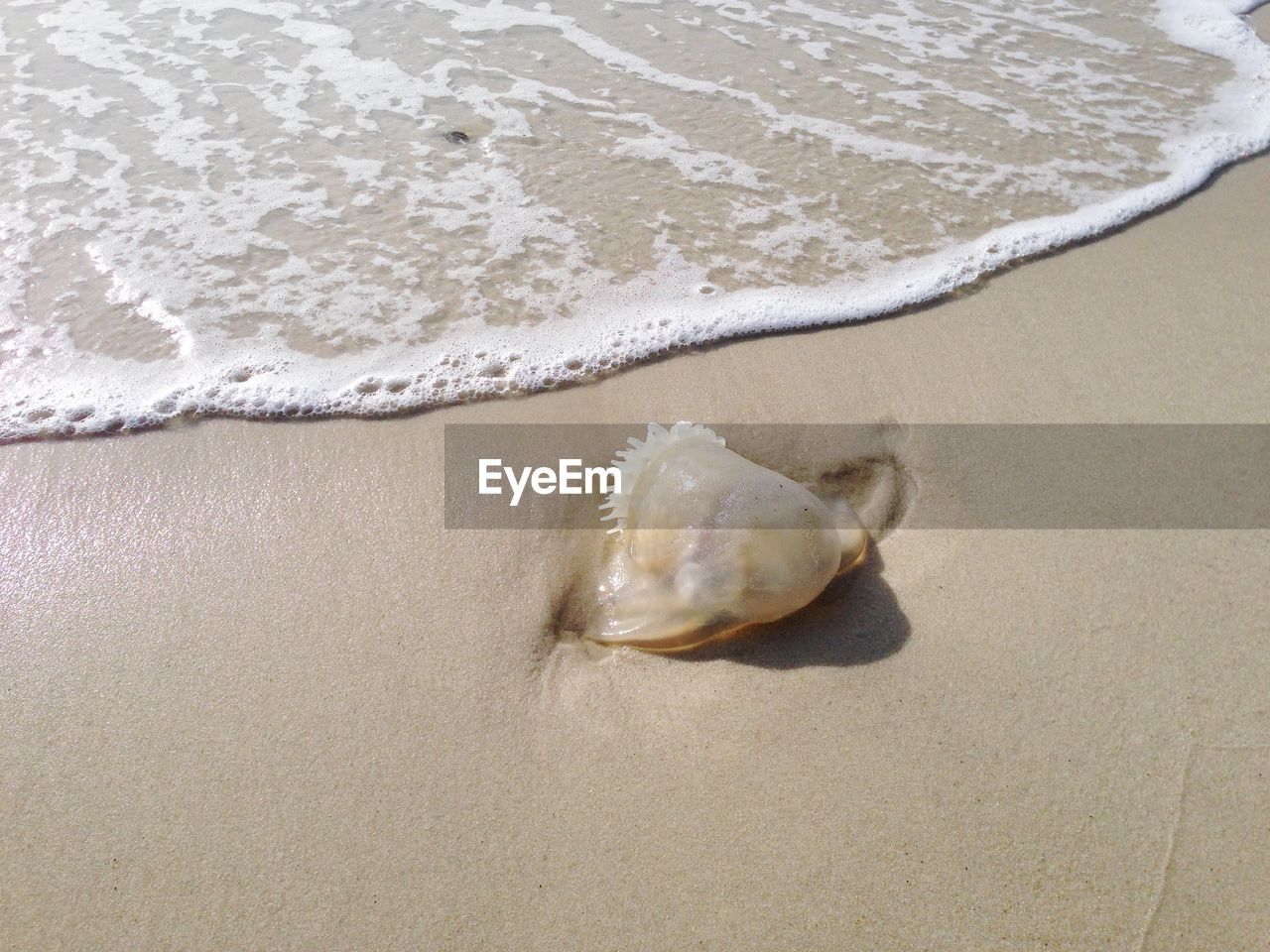 HIGH ANGLE VIEW OF CRAB ON SAND