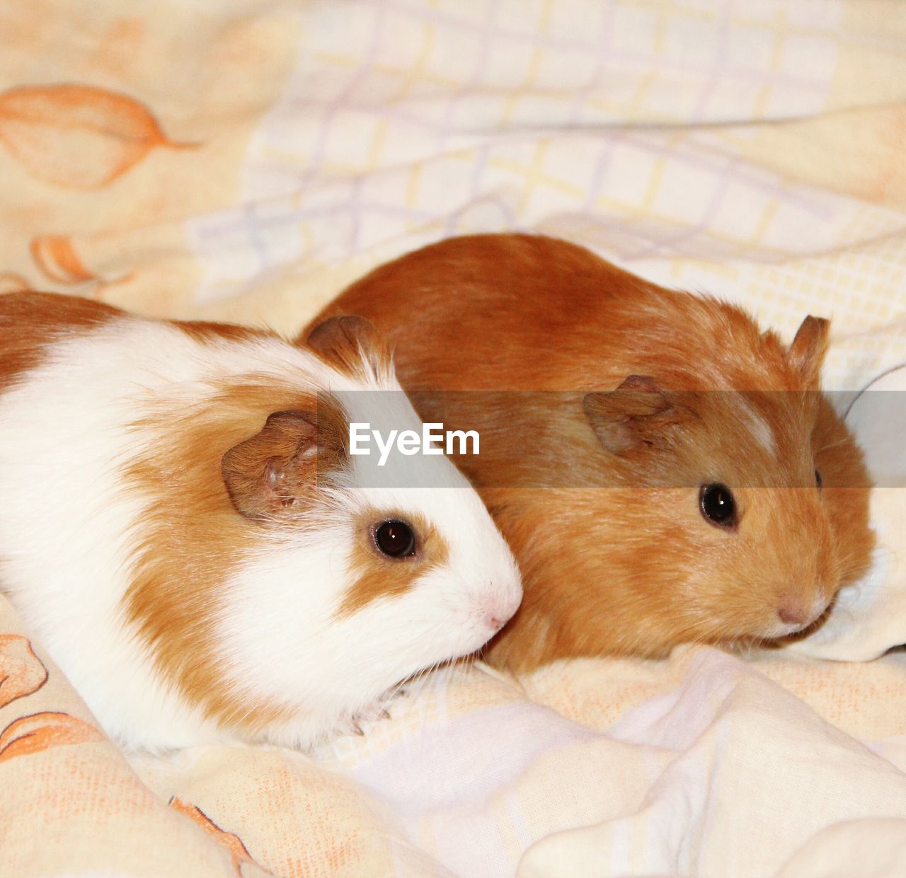 Close-up of guinea pigs on bed