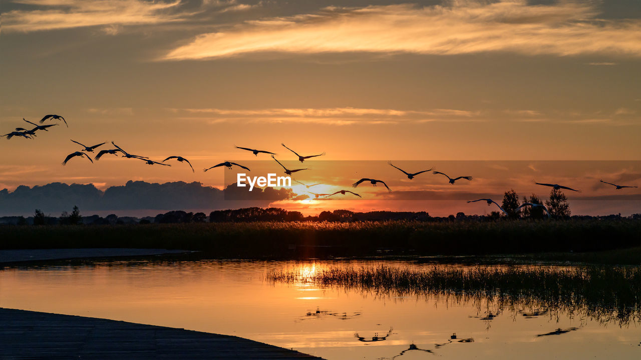 Flock of birds flying over lake during sunset