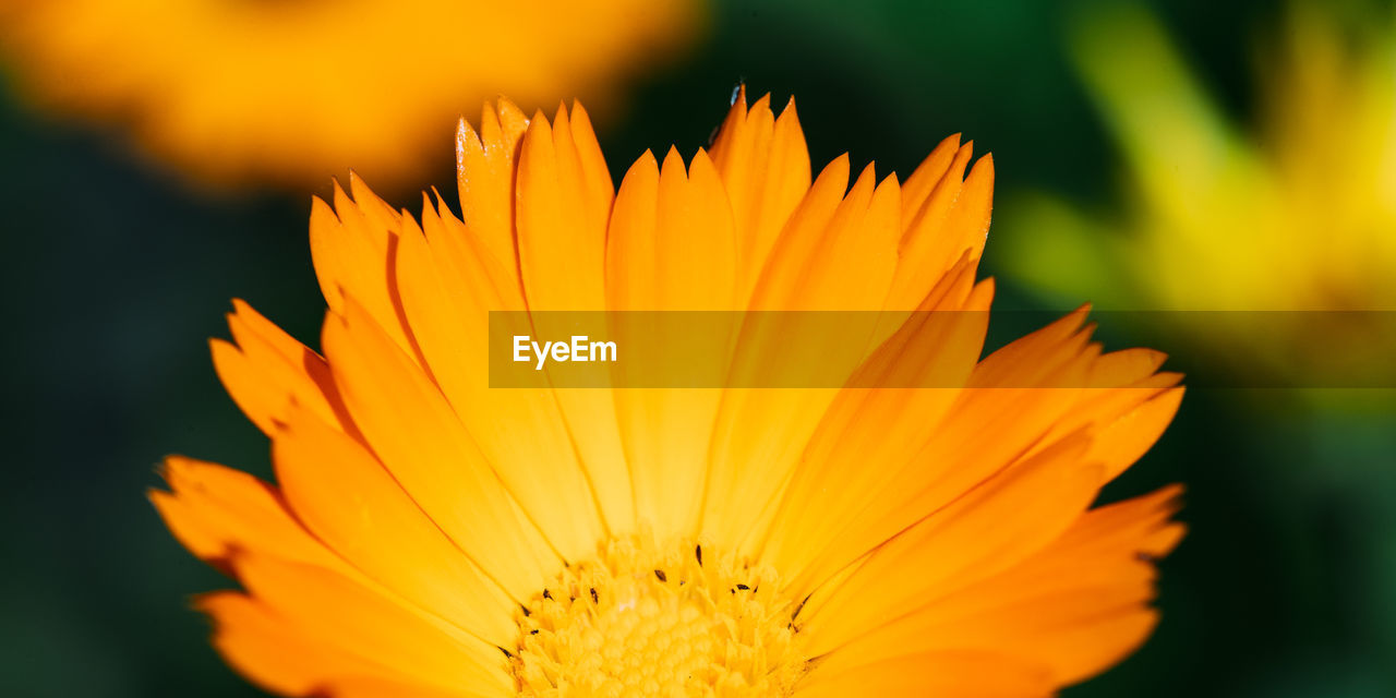 close-up of orange flower