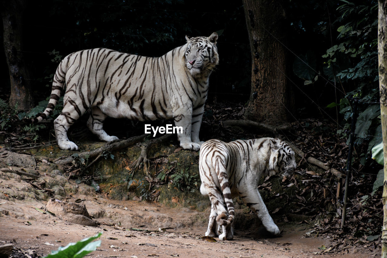 White tigers in forest
