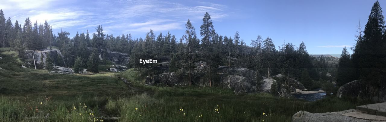 PANORAMIC SHOT OF TREES GROWING IN FOREST