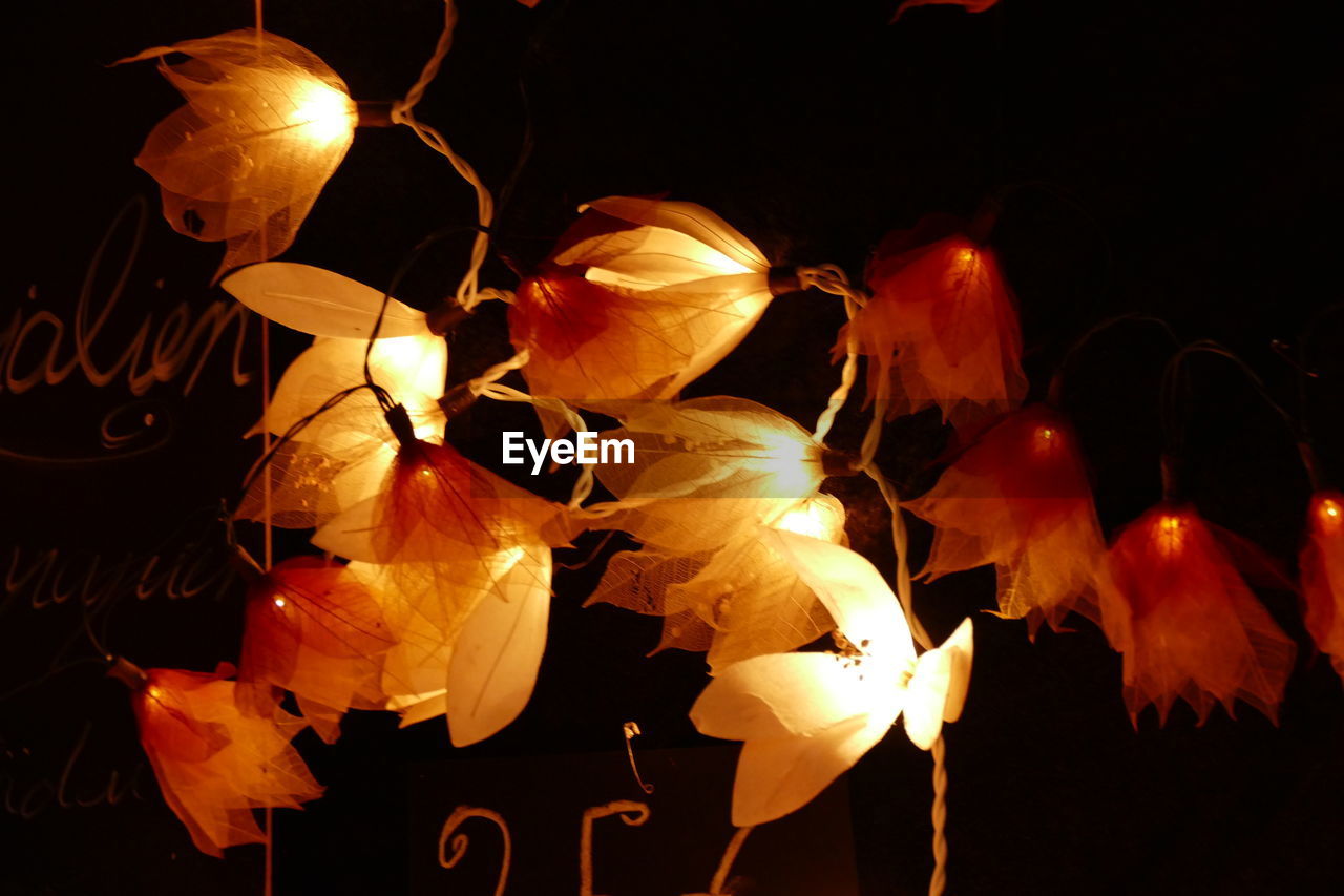 CLOSE-UP OF ILLUMINATED FLOWERS