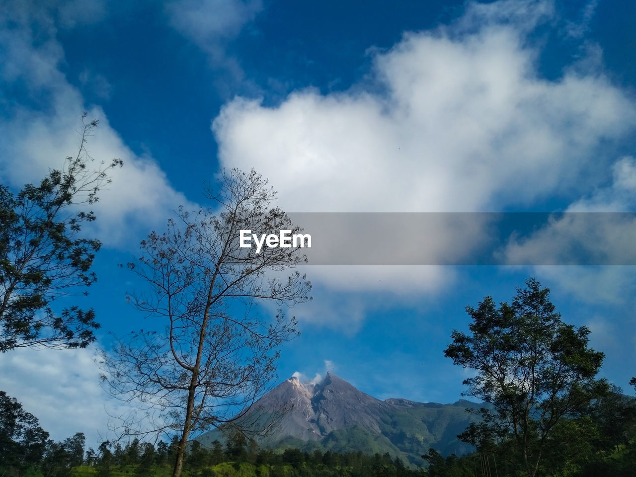 LOW ANGLE VIEW OF TREES AND MOUNTAIN AGAINST SKY