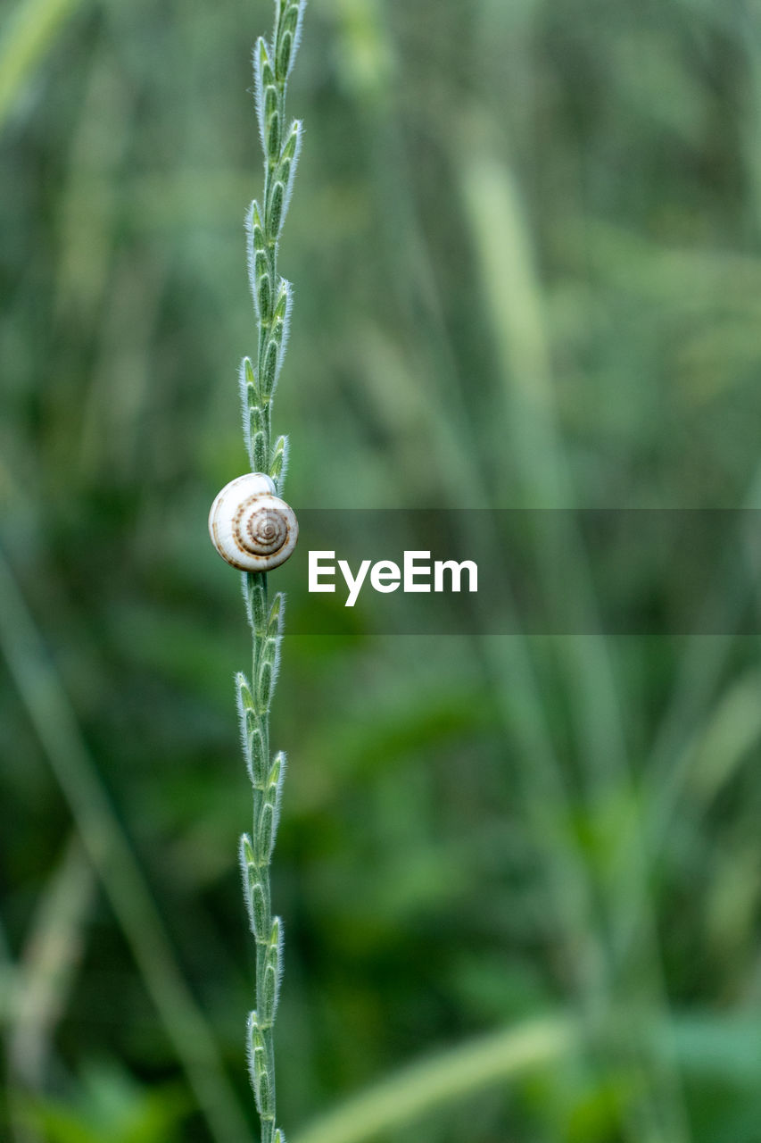 grass, water, plant, nature, close-up, flower, focus on foreground, drop, no people, green, day, leaf, moisture, outdoors, wet, plant stem, growth, macro photography, dew, beauty in nature, lawn, selective focus, land, environment, freshness, plant part