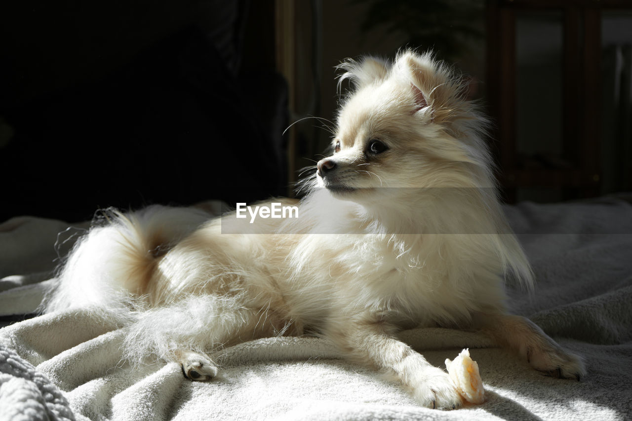 Close-up of dog - white  pomeranian relaxing in the afternoon sun.