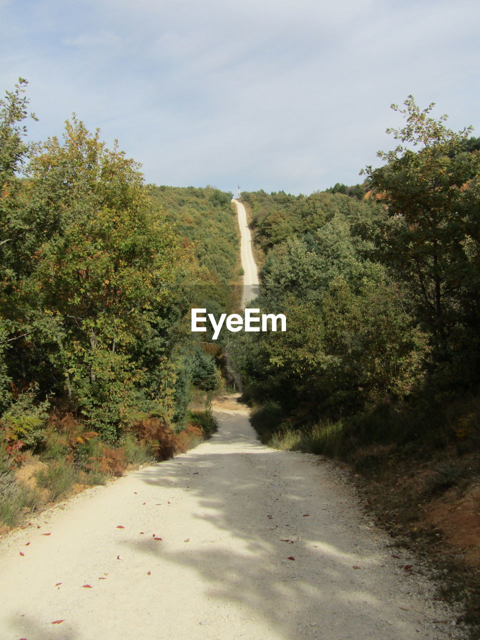 Narrow footpath along trees in park