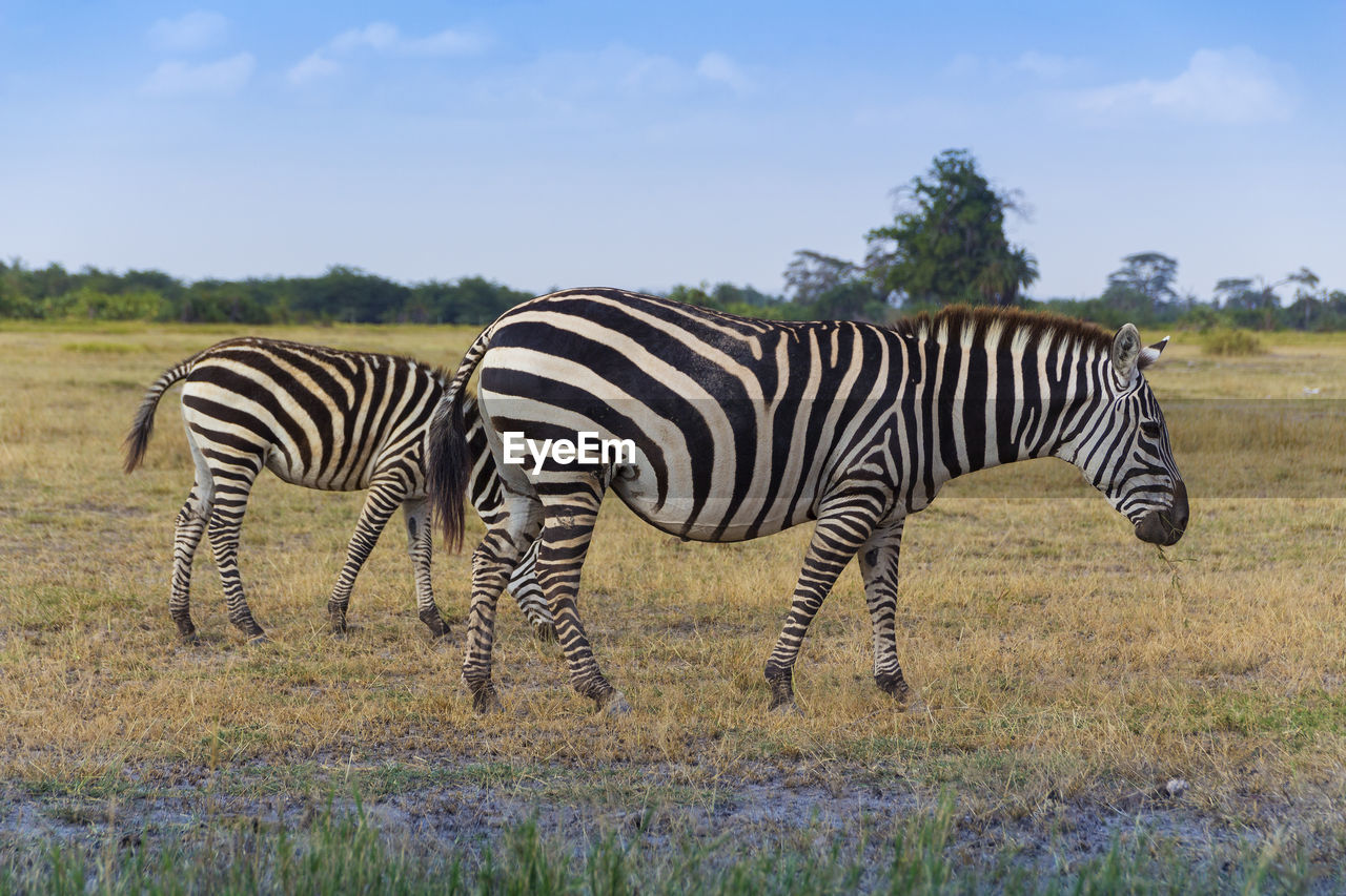 ZEBRA IN THE FIELD