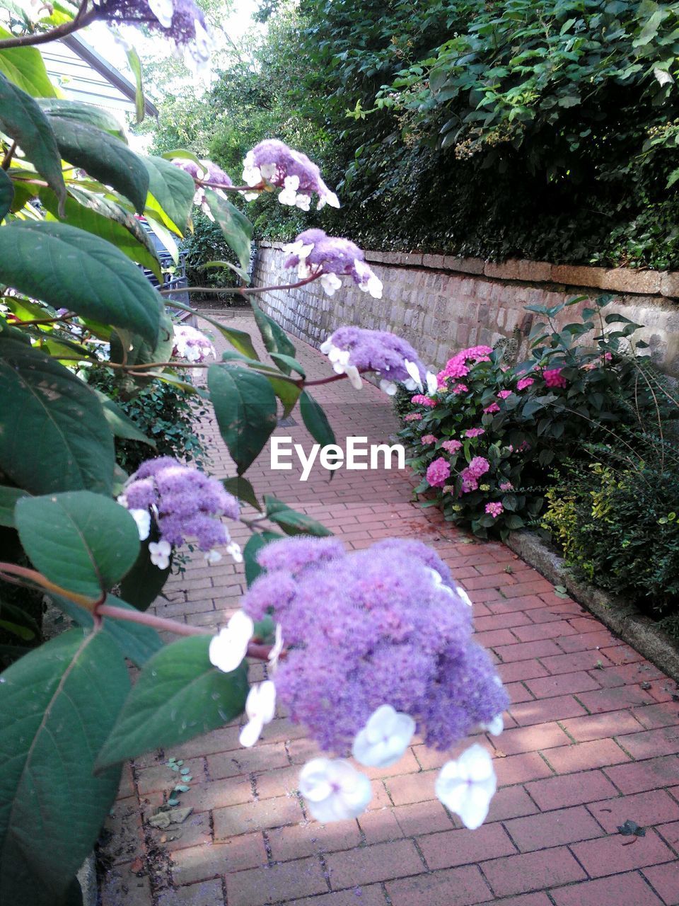 FLOWERS BLOOMING ON PLANT