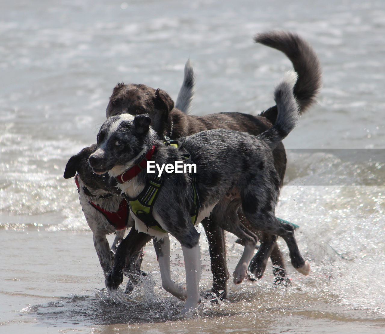 DOG RUNNING AT BEACH