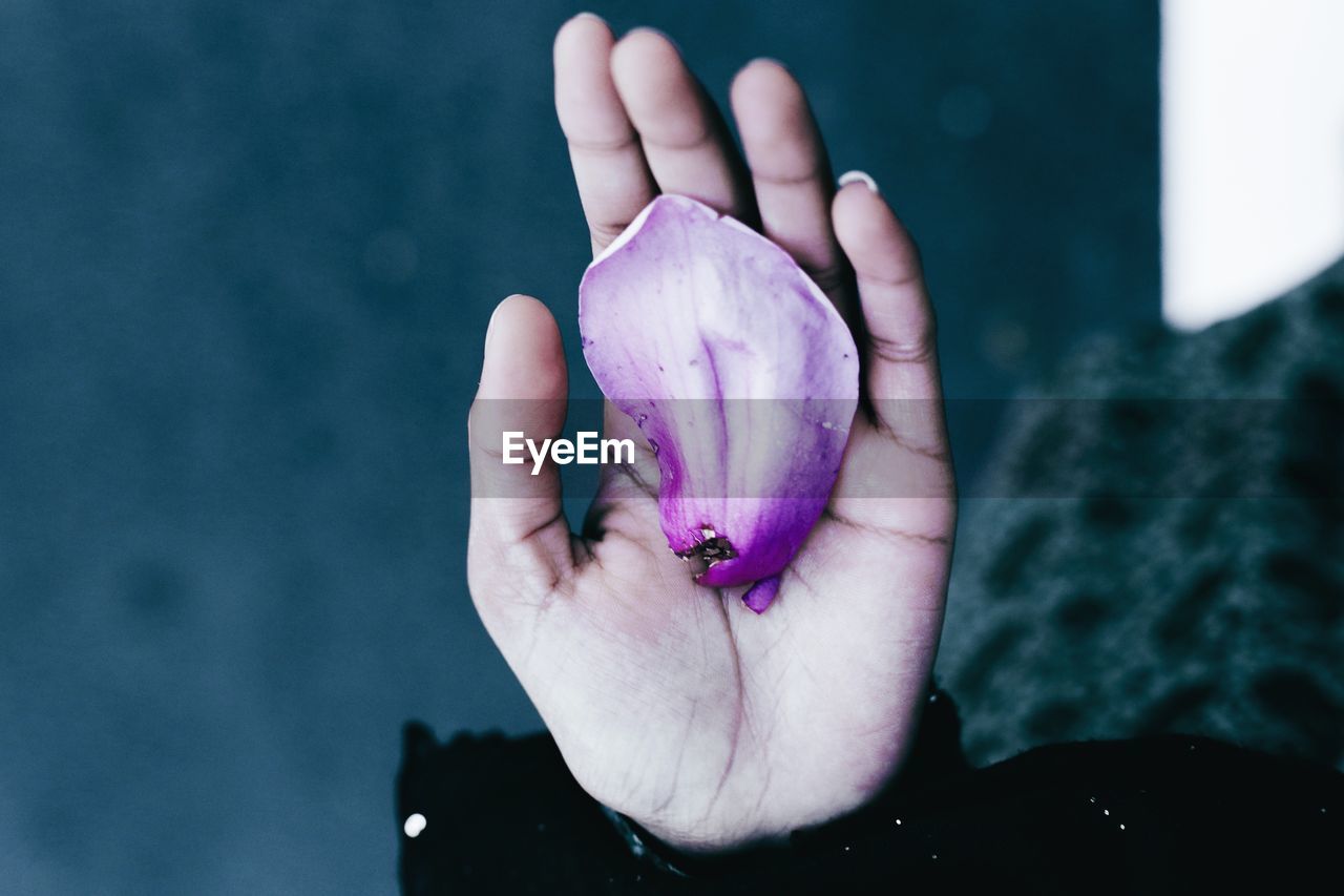 Cropped hand of person holding purple petal