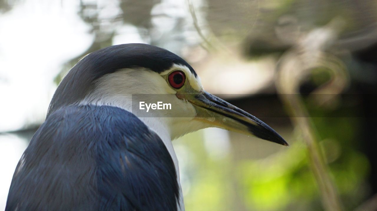 CLOSE-UP OF DUCK