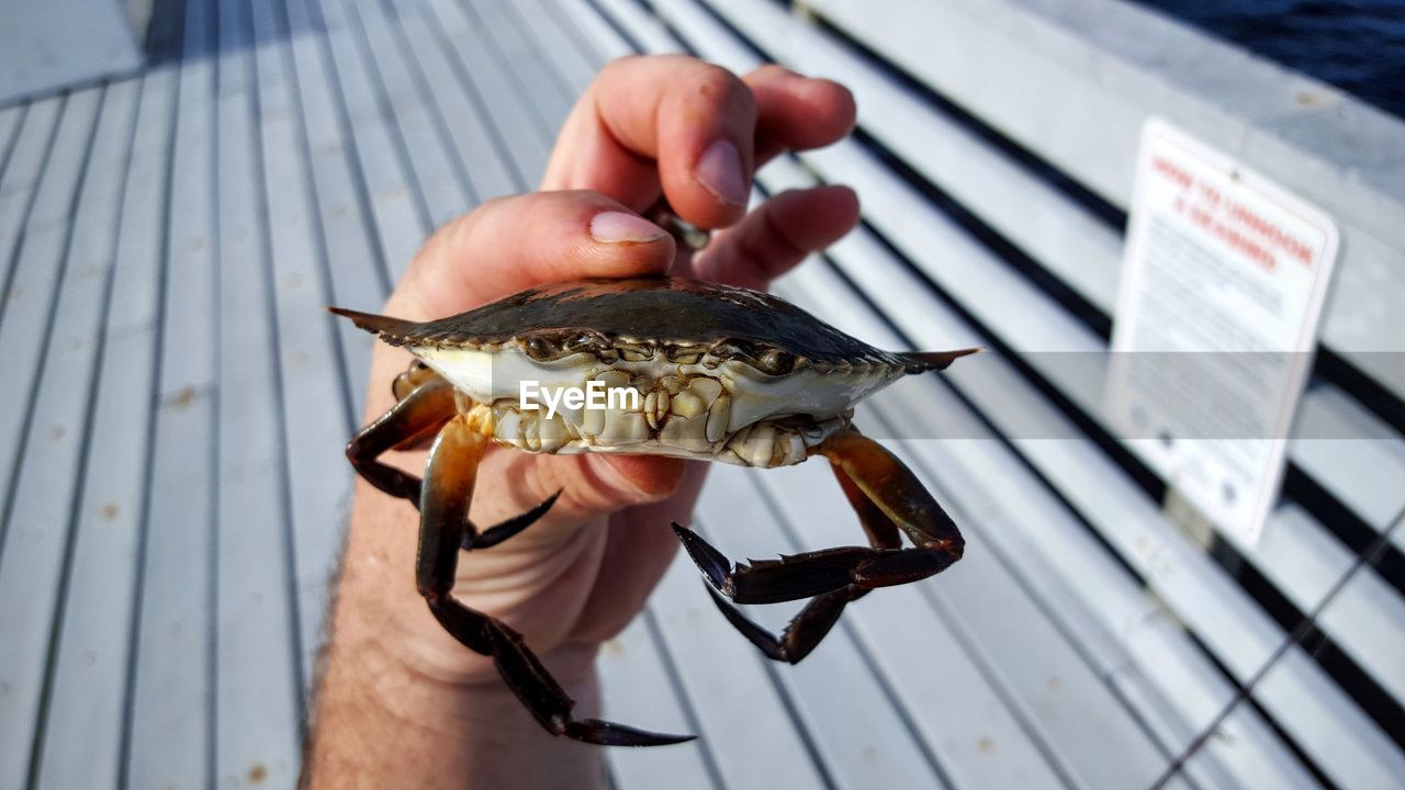 Cropped image of hand holding crab