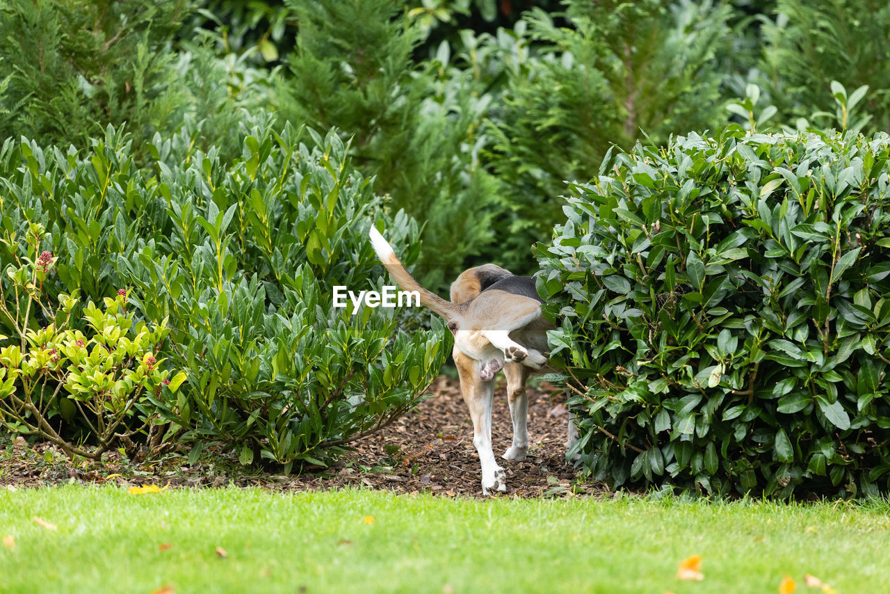 Beagle dog in a garden 